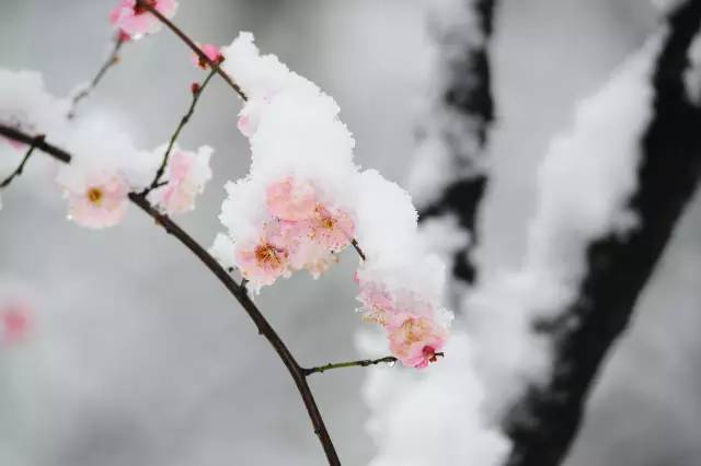 梅子黄时雨最新作品，诗意与现实的交织